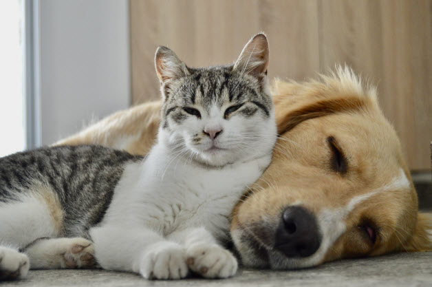 Old Town Alexandria Pet friendly Condos